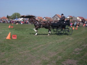 tótkomlós Demkó ápr.11.