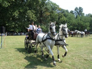 szabadkígyós fogat